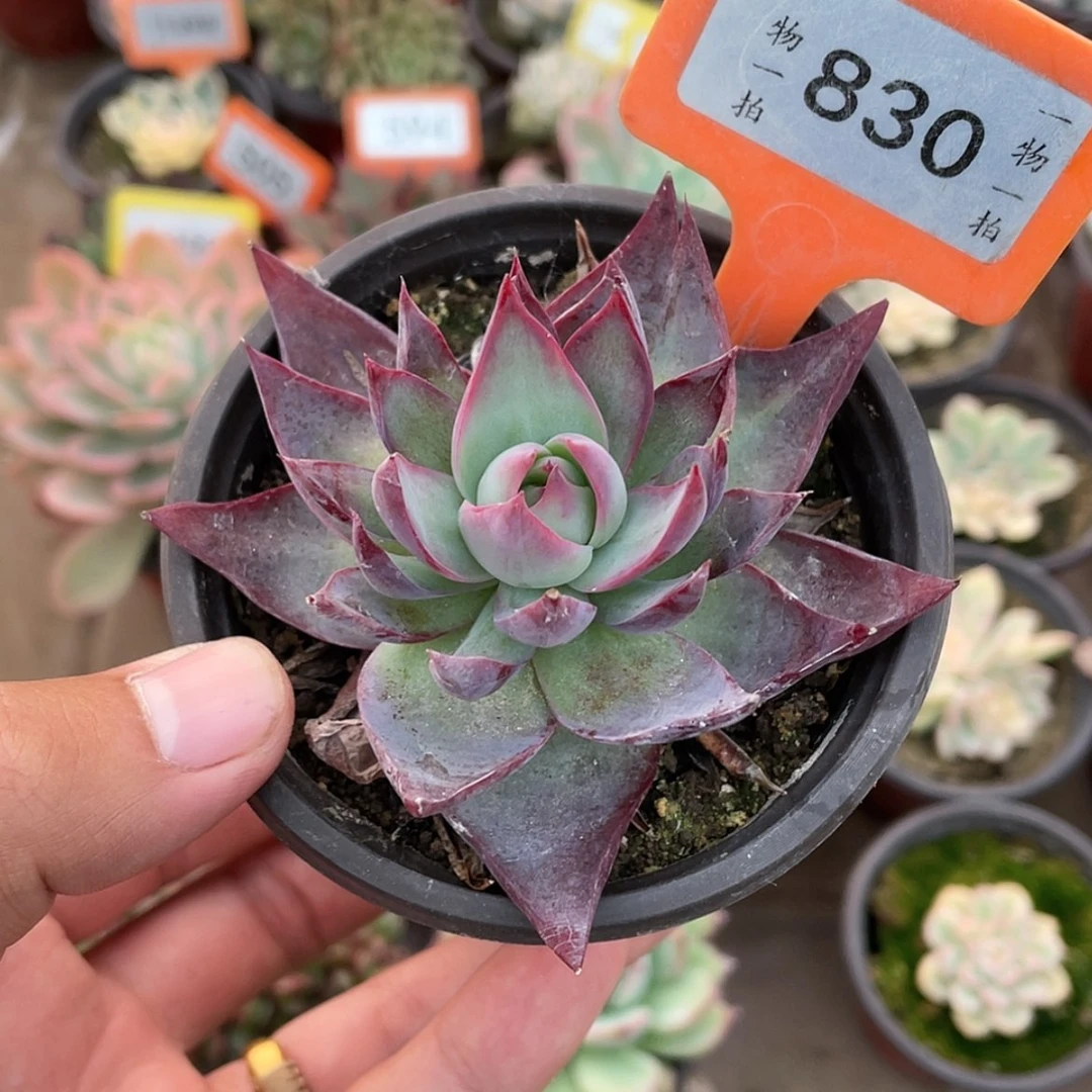 【闪购商品】830号