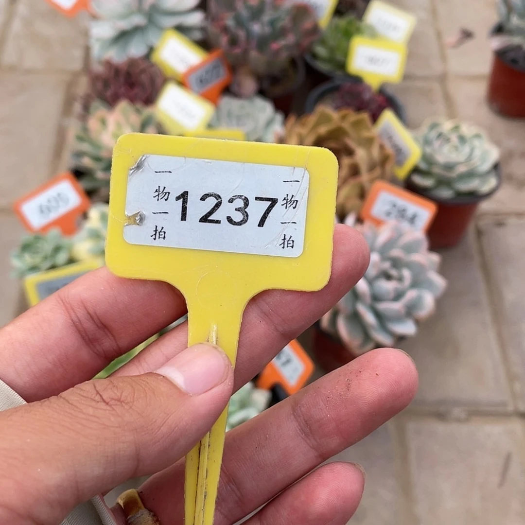 【闪购商品】腰*b1237号