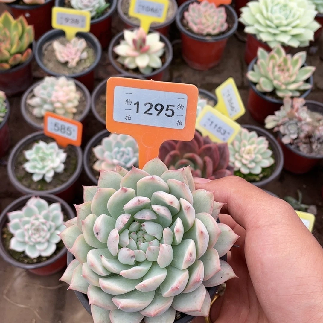 【闪购商品】1295号微瑕