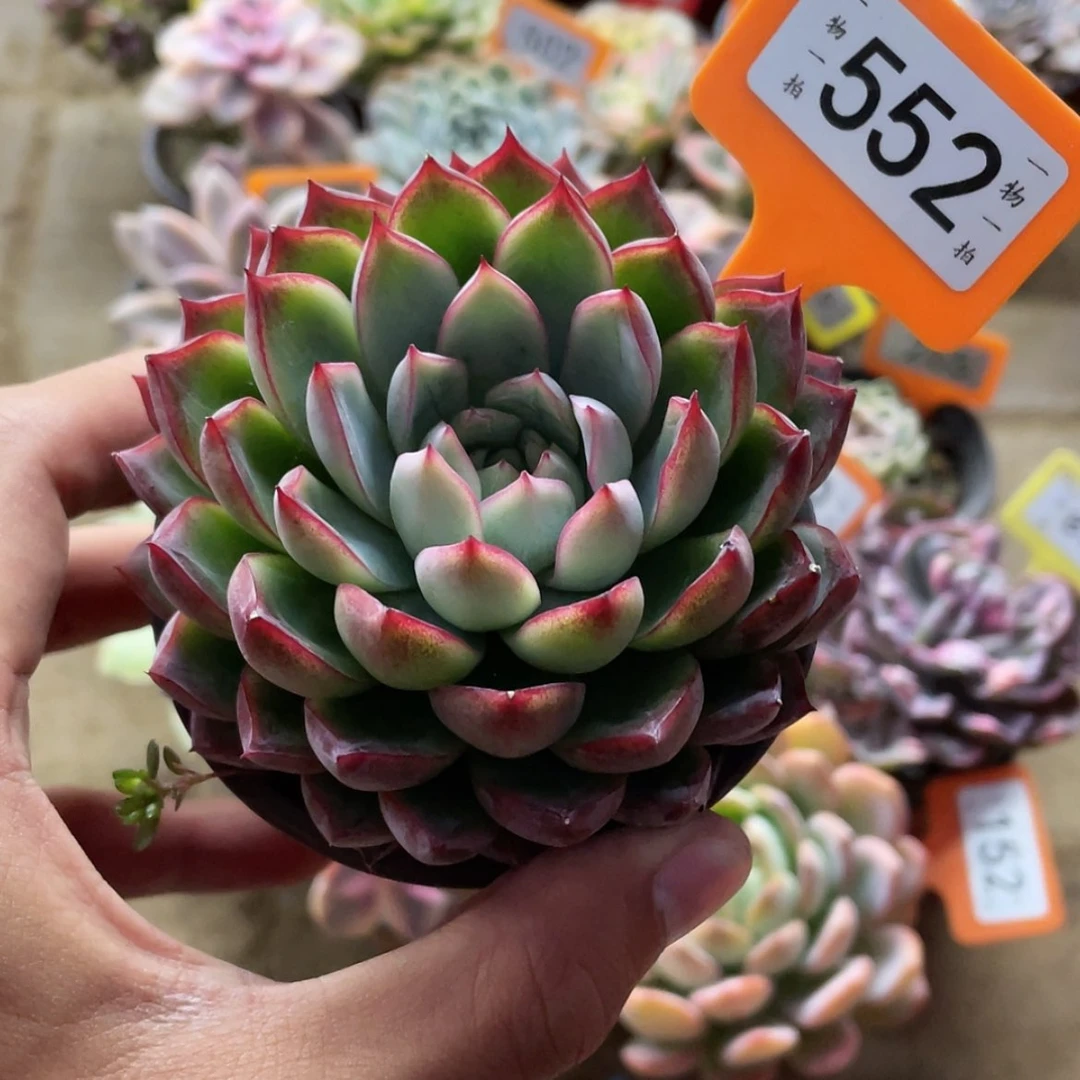 【闪购商品】552号