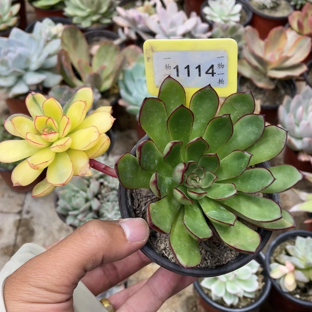 【闪购商品】西**心1114号