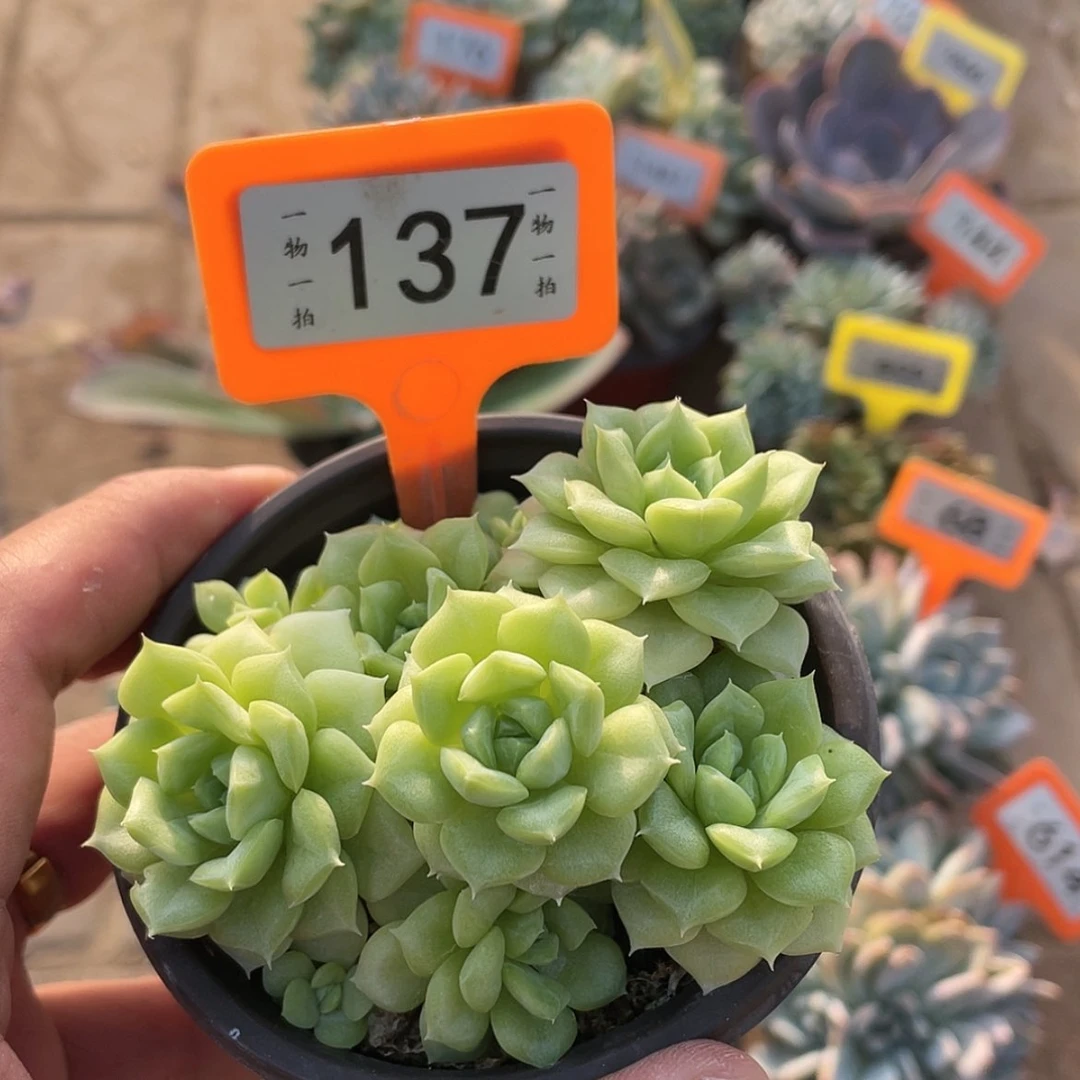 【闪购商品】137号