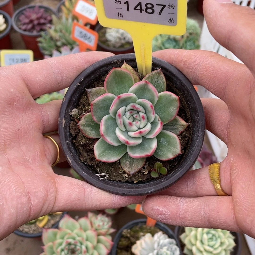 【闪购商品】二****）1487号