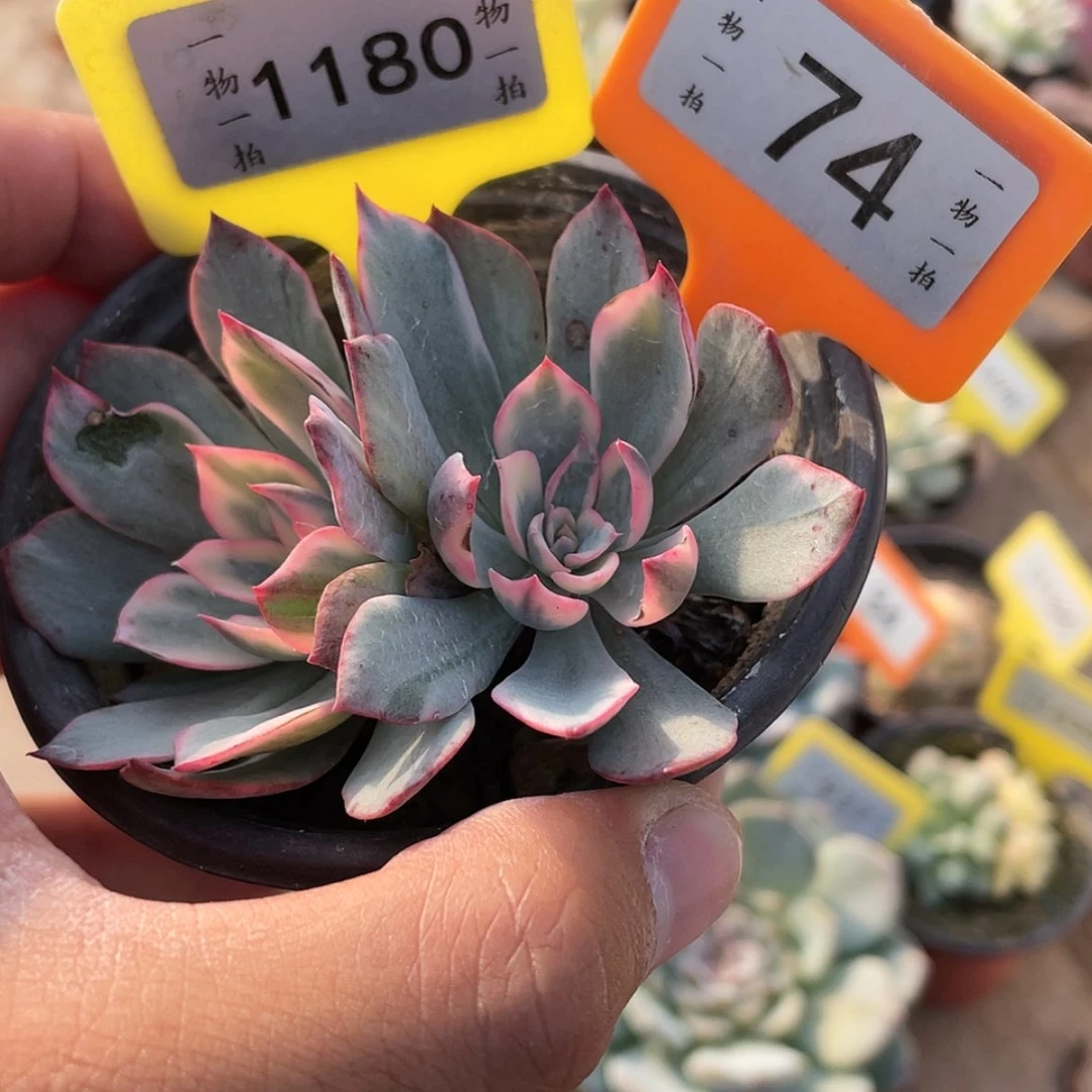 【闪购商品】劳****了74号的