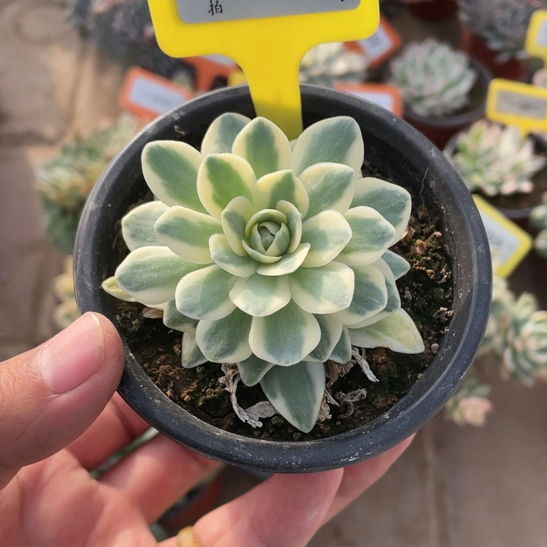 【闪购商品】1477号