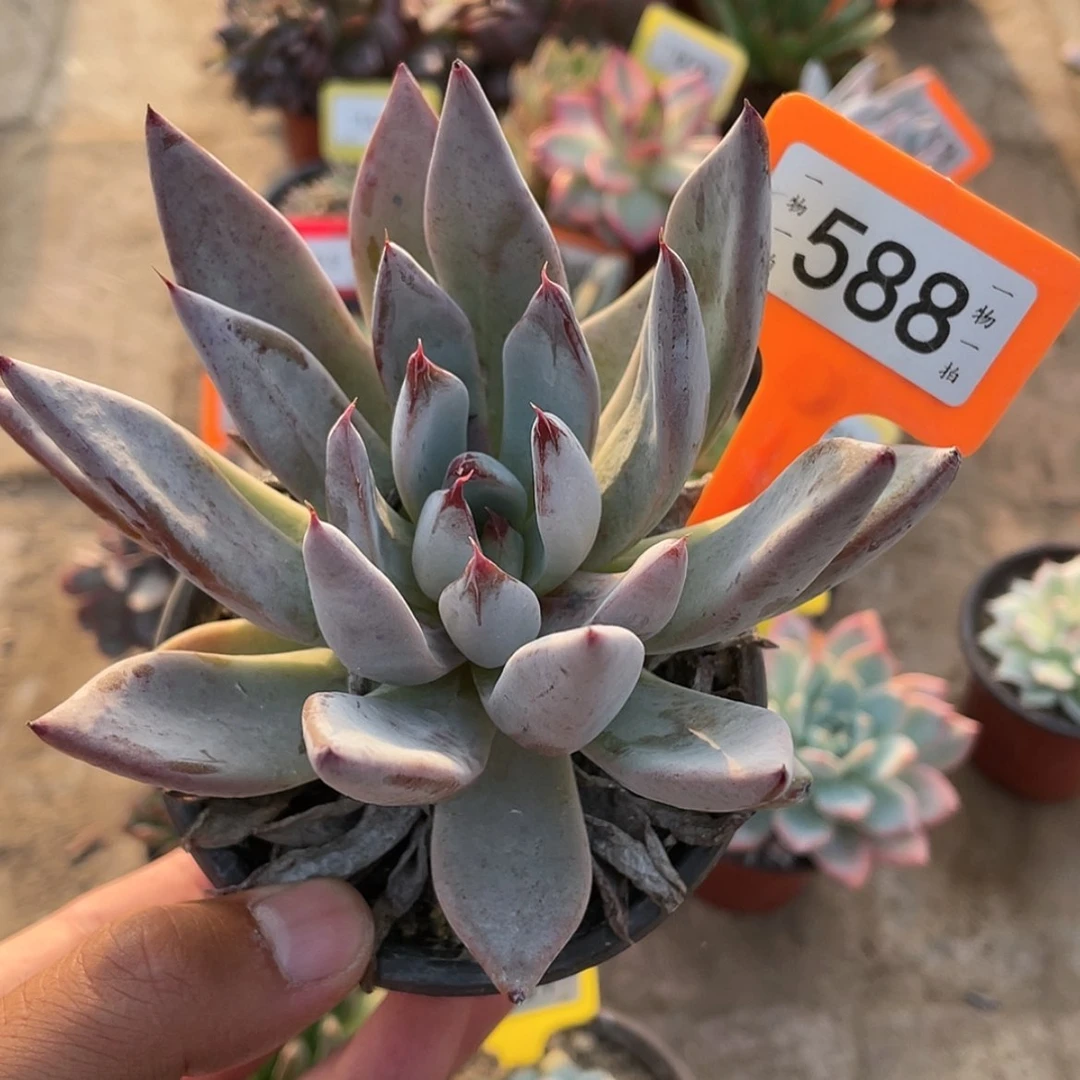 【闪购商品】588号