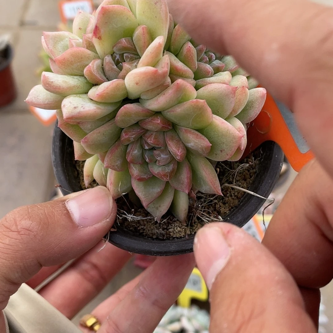 【闪购商品】99号号