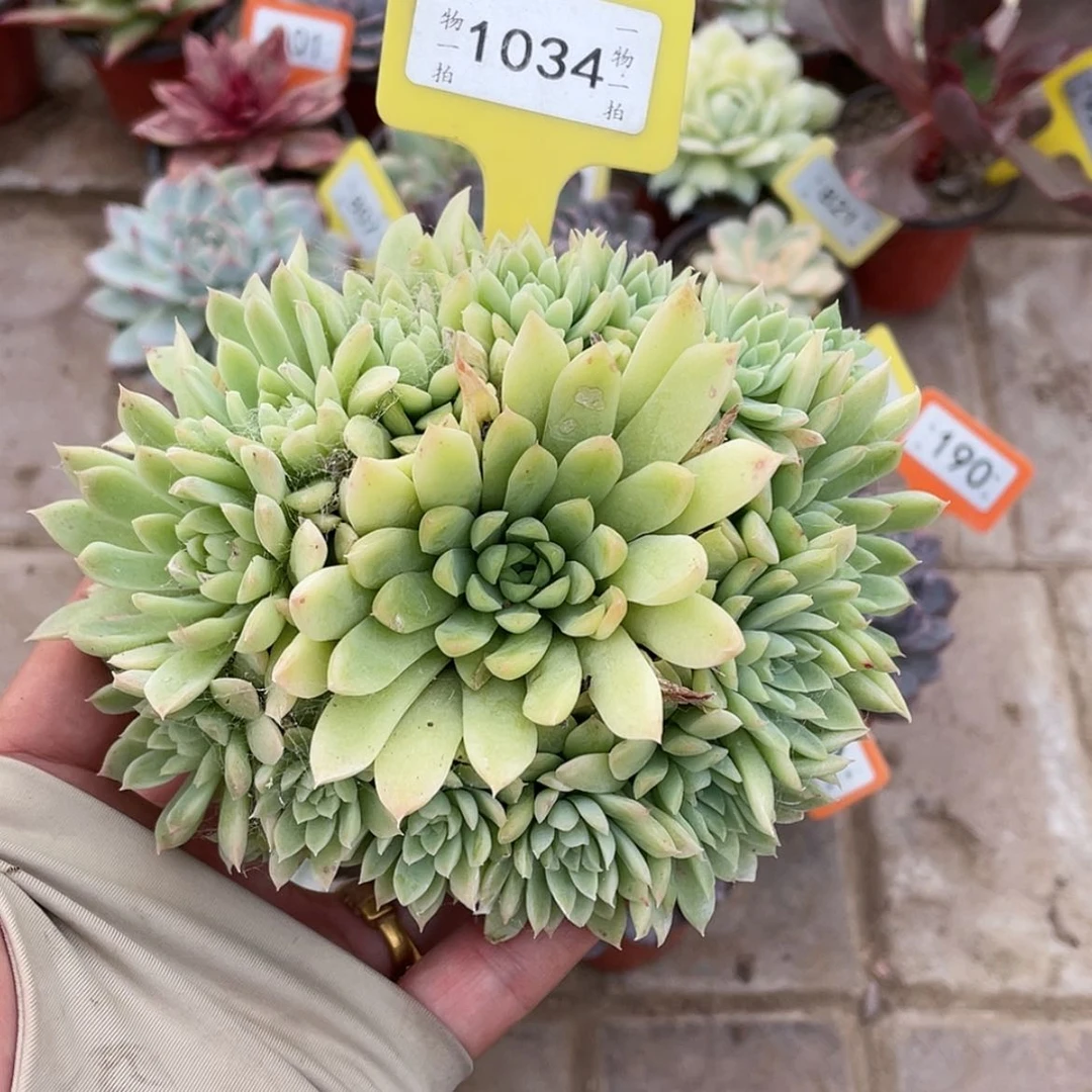 【闪购商品】1034号