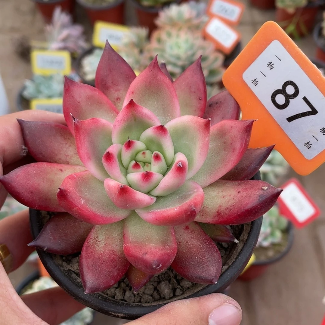 【闪购商品】87号的