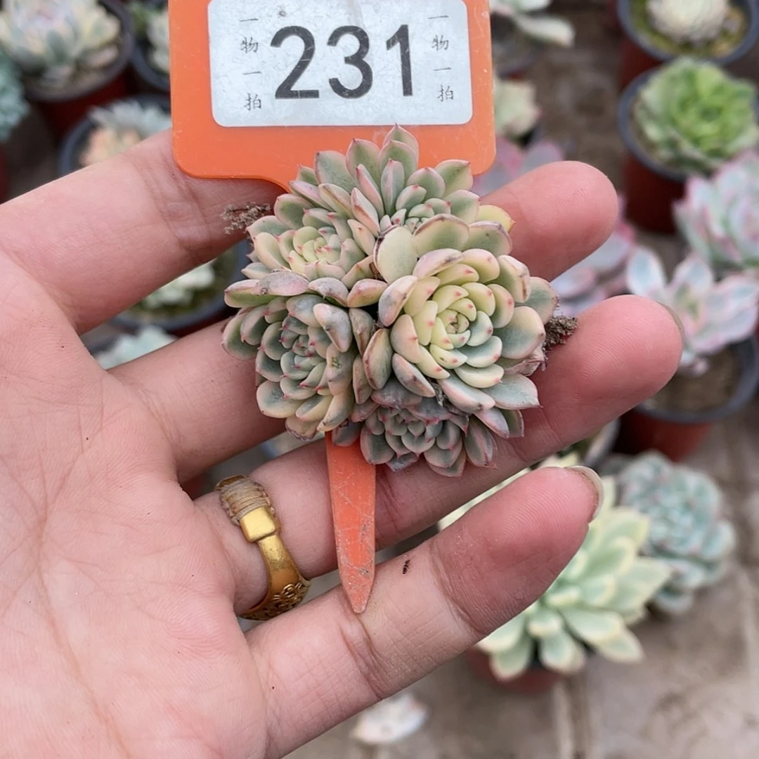 【闪购商品】糖*231号