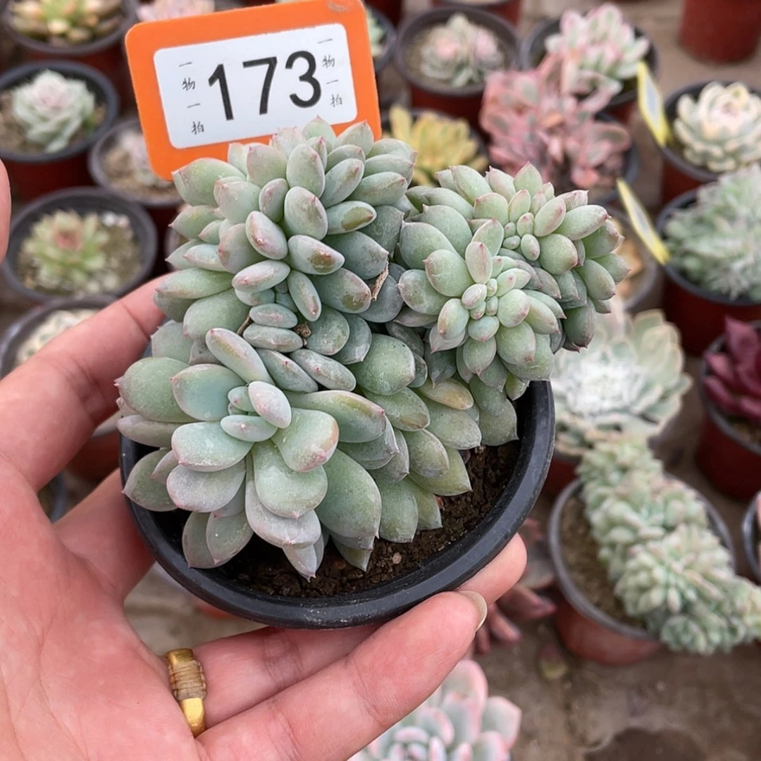 【闪购商品】溫**陽173号八级福利减免