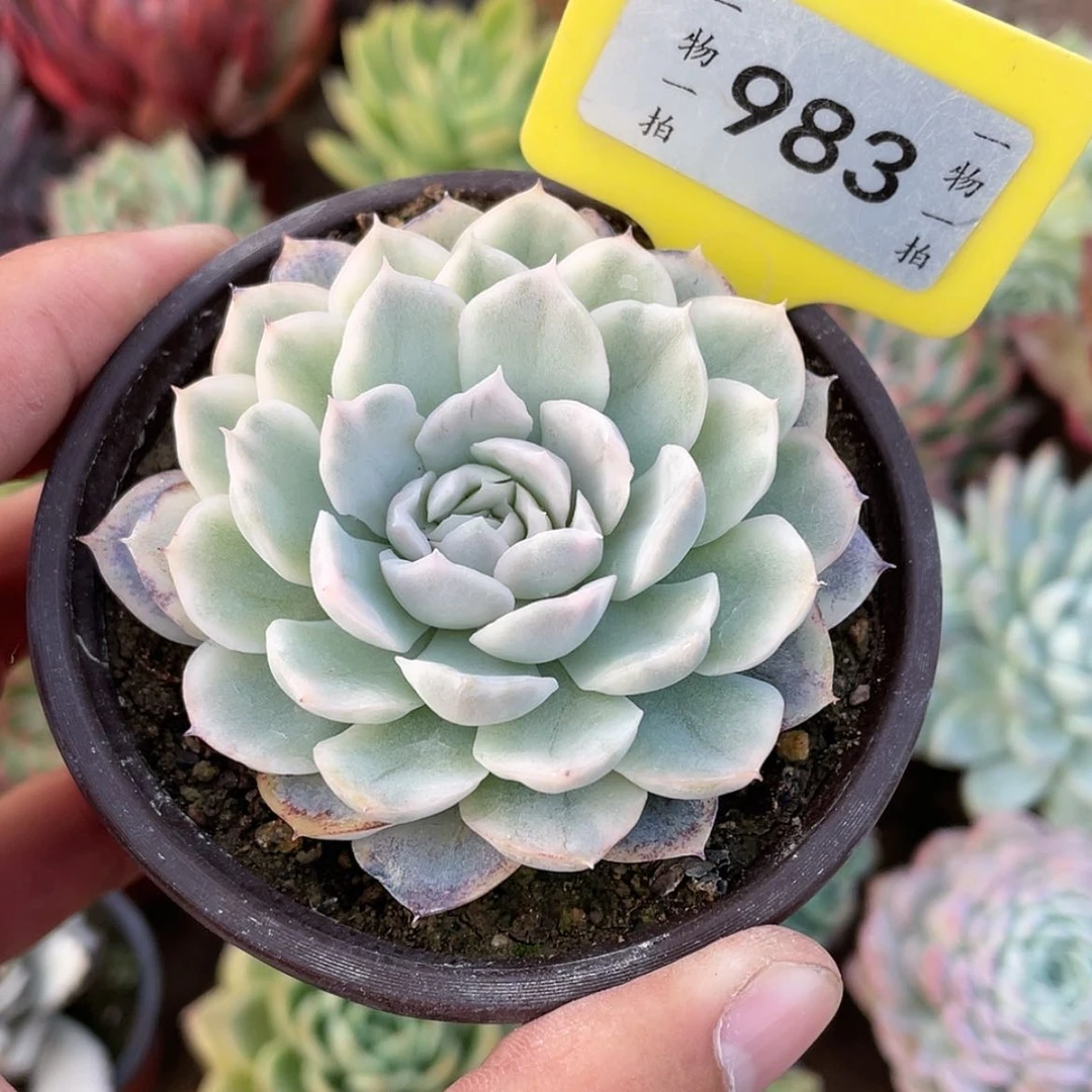 【闪购商品】983号