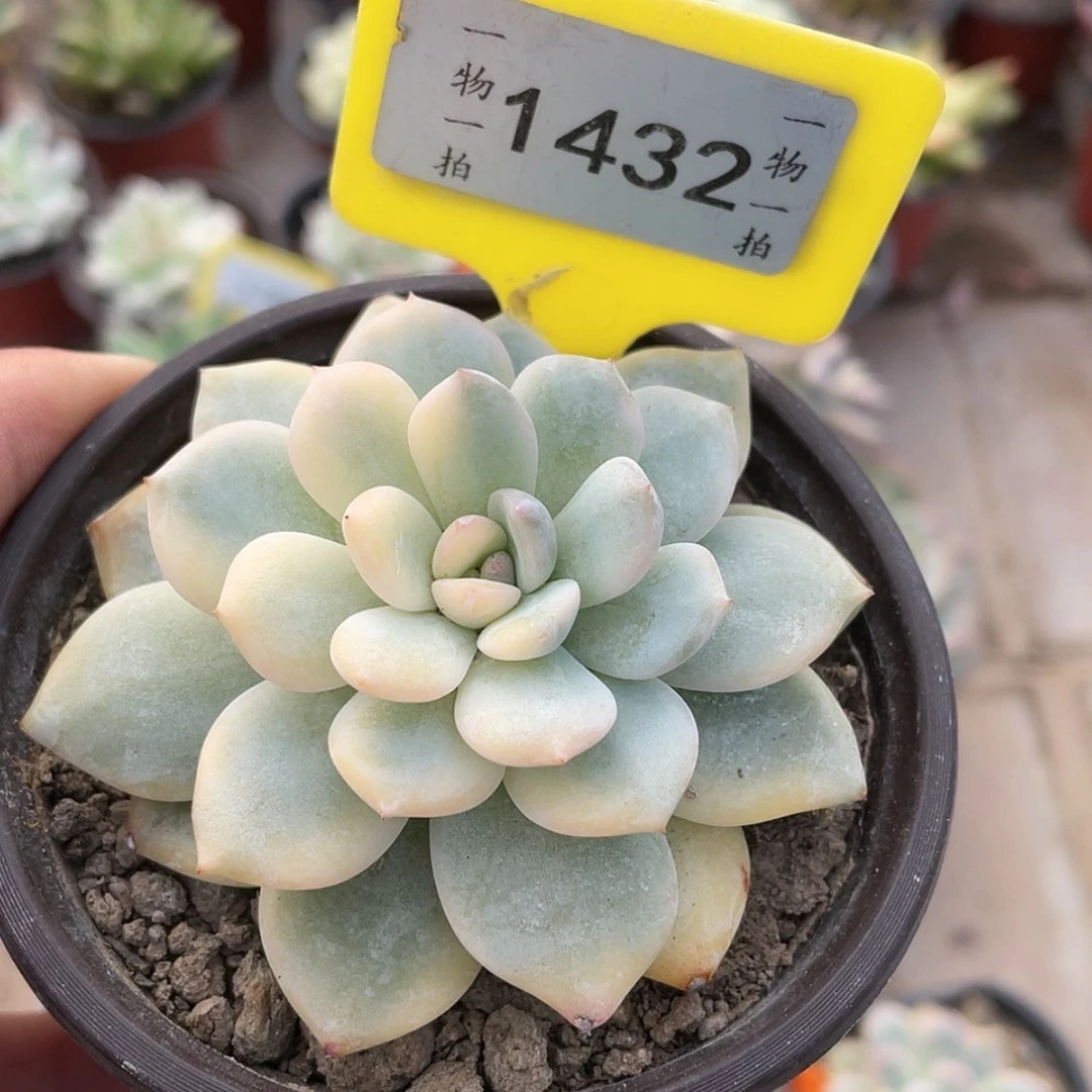 【闪购商品】?****。1432号