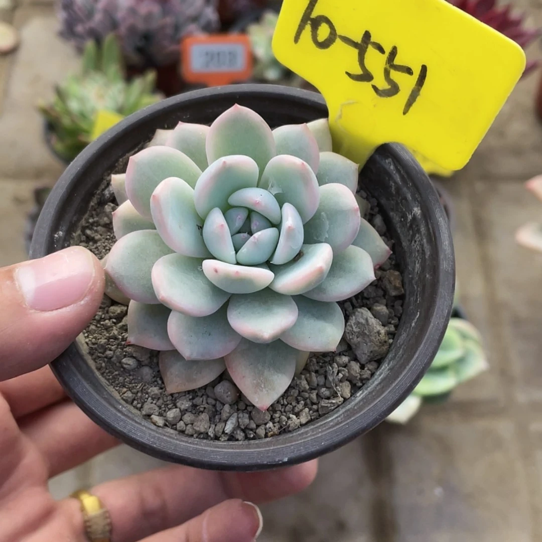 【闪购商品】10-551号