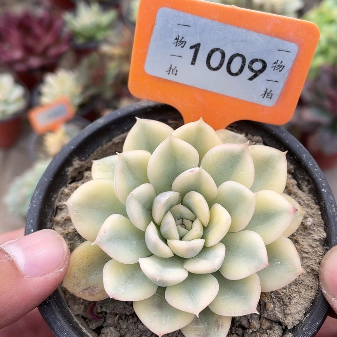 【闪购商品】1009月亮仙子锦