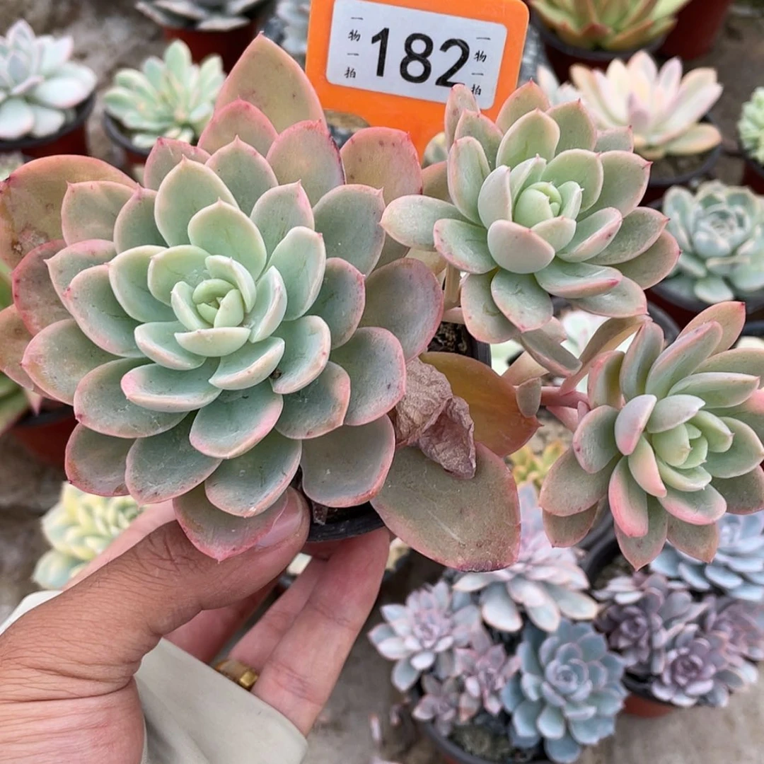 【闪购商品】182号