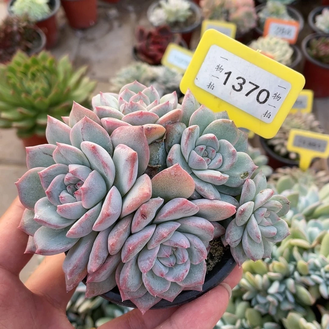 【闪购商品】半*?1370号