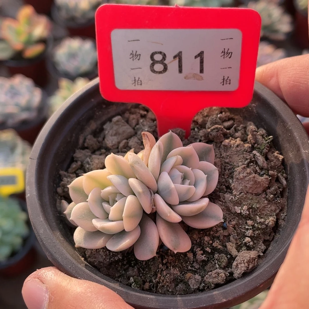 【闪购商品】江*添811号