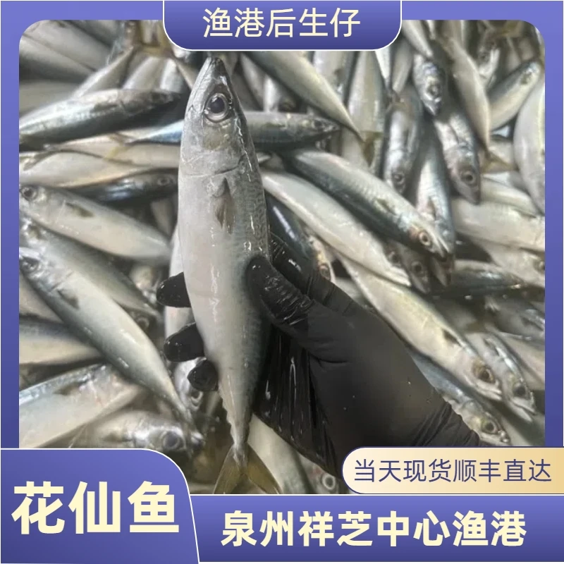 花仙鱼5斤 泉州祥芝中心渔港野生船捕顺丰直达福利新鲜海鲜