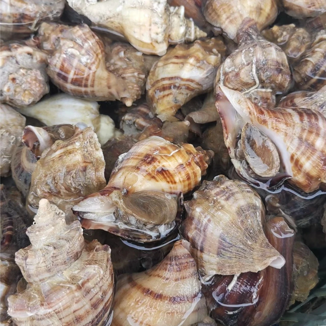 鲜活大海螺 中号 三斤装