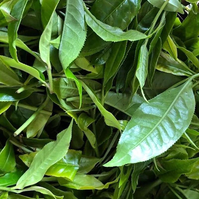【新茶预售】2025年景迈乔木生茶散茶100克/袋250克/袋