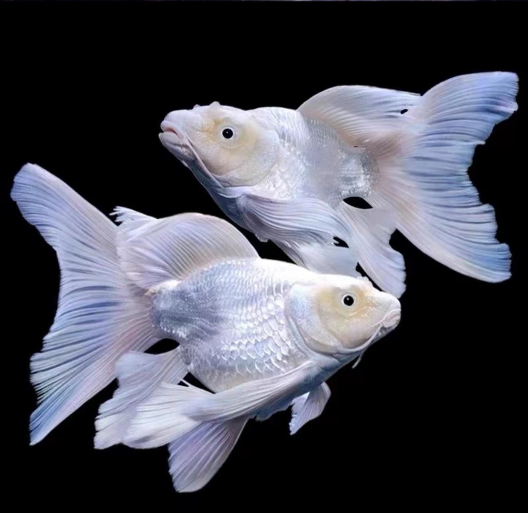 精品球体红白蝴蝶鲤