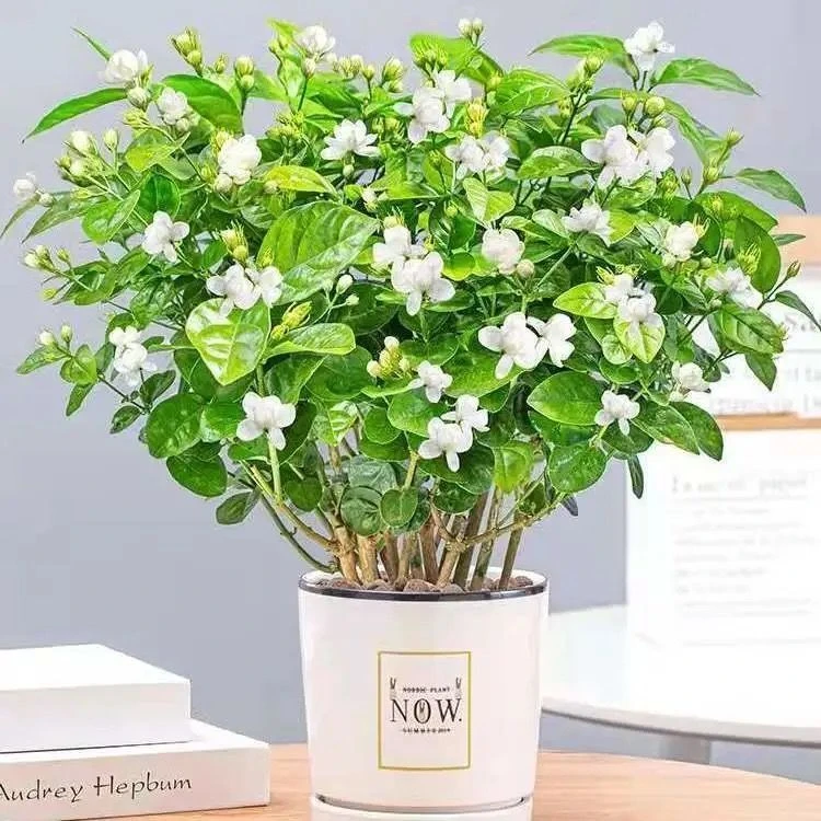 茉莉花盆栽重瓣花苞浓香型室内阳台好养花卉夏季驱蚊净化空气植物