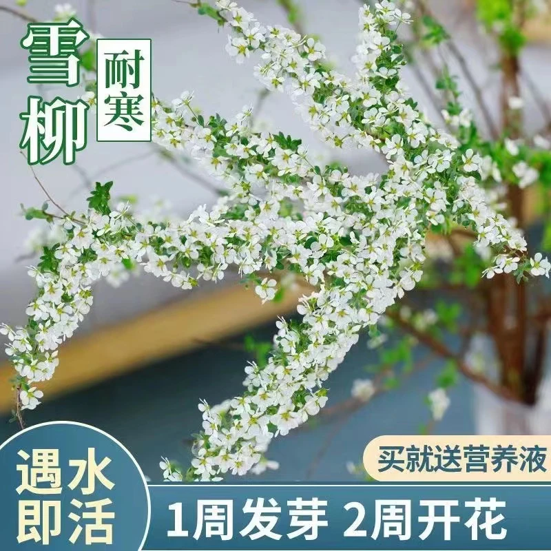 雪柳鲜枝干枝支盆栽水养插花水培植物室内花卉好养活绿植遇水开花