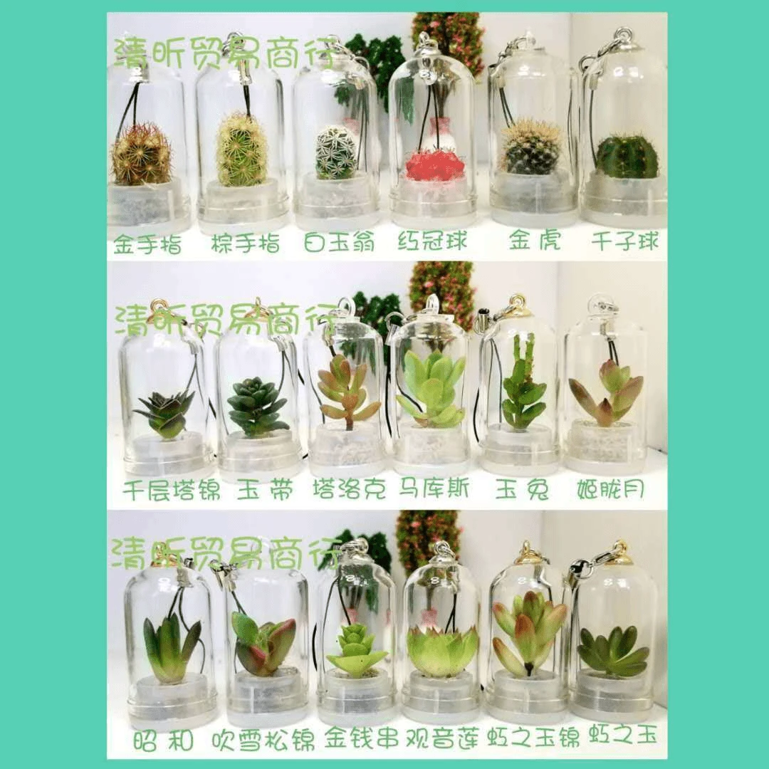 迷你多肉植物小挂件 玻璃罩小多肉真植物手机绳挂件 多肉钥匙扣z