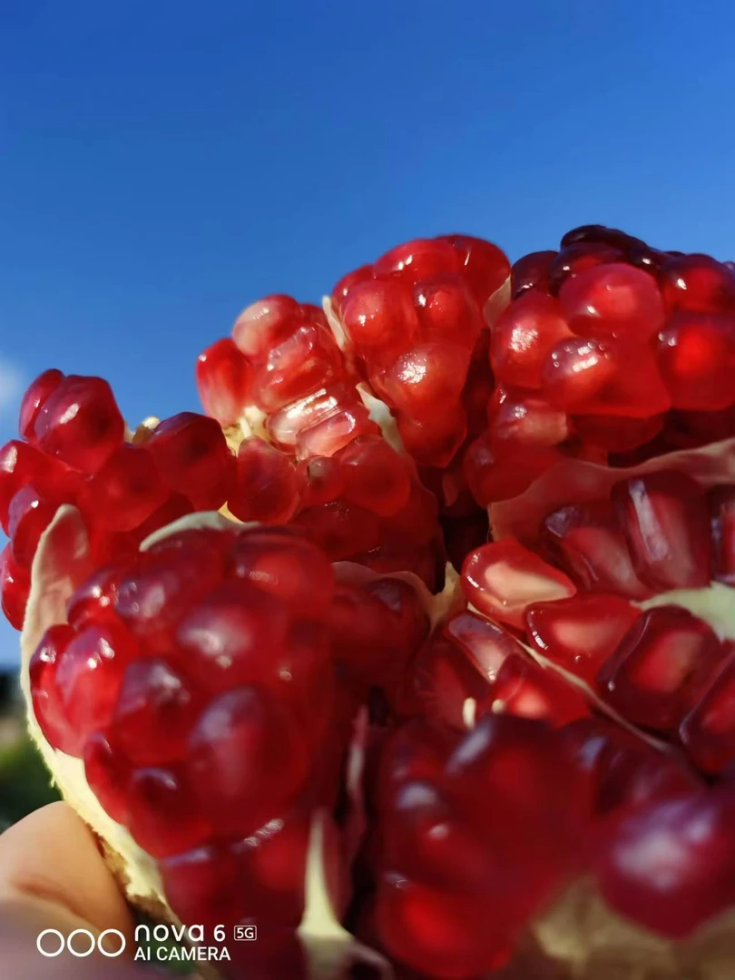 大凉山会理石榴高山新鲜采摘纯甜无酸新鲜水果红籽突尼斯软籽香甜