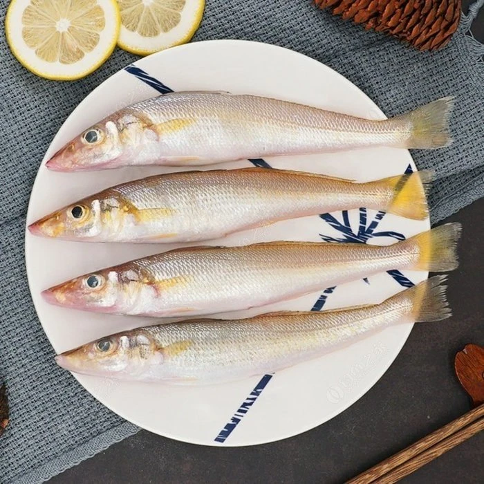 直播现称.野生沙钻鱼（金梭）12只左右/斤