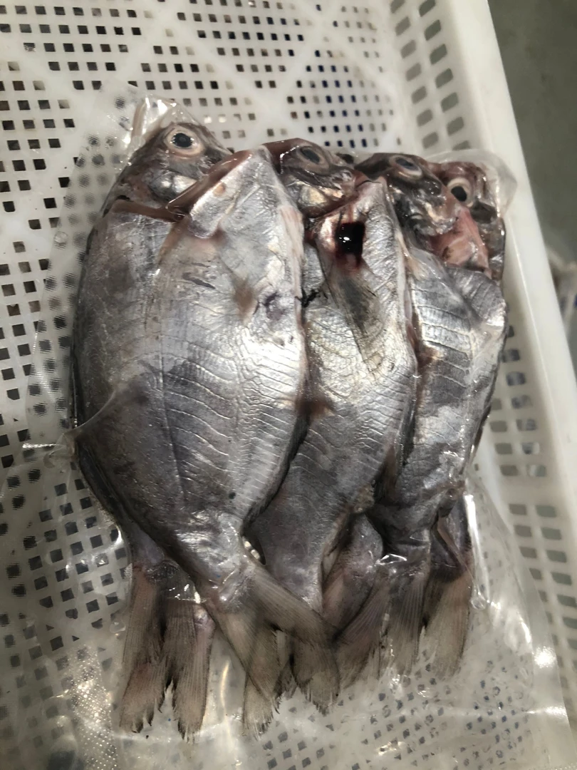 野生沙钻+肉鲳鱼组合（各2斤）