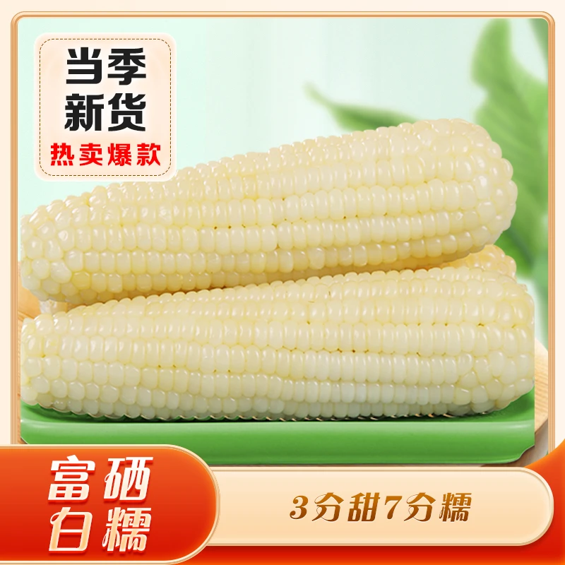【露茵】富硒大白糯玉米 非转基因  糯玉米 精品早餐膳食 300g*8根