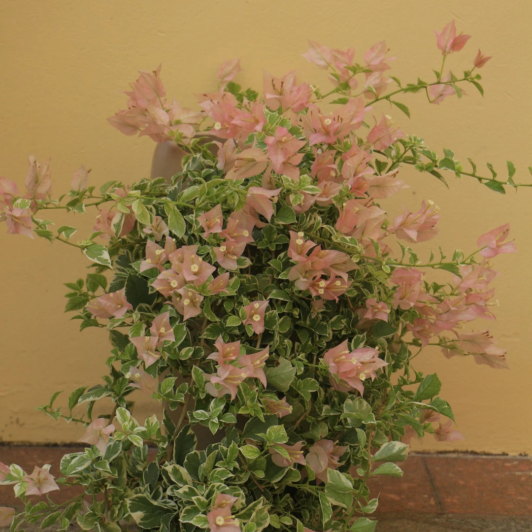 【少女心】福建漳州三角梅粉嫩系列阳台花卉