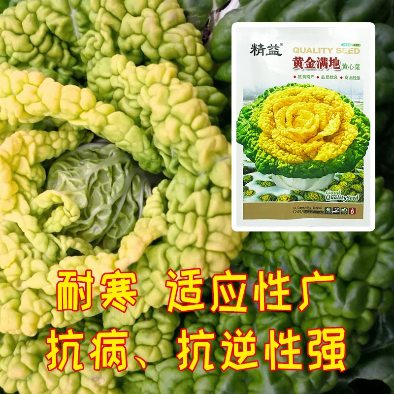 爱农优选黄金满地黄心菜乌塌菜种子适应性广栽培容易味甜多汁耐寒