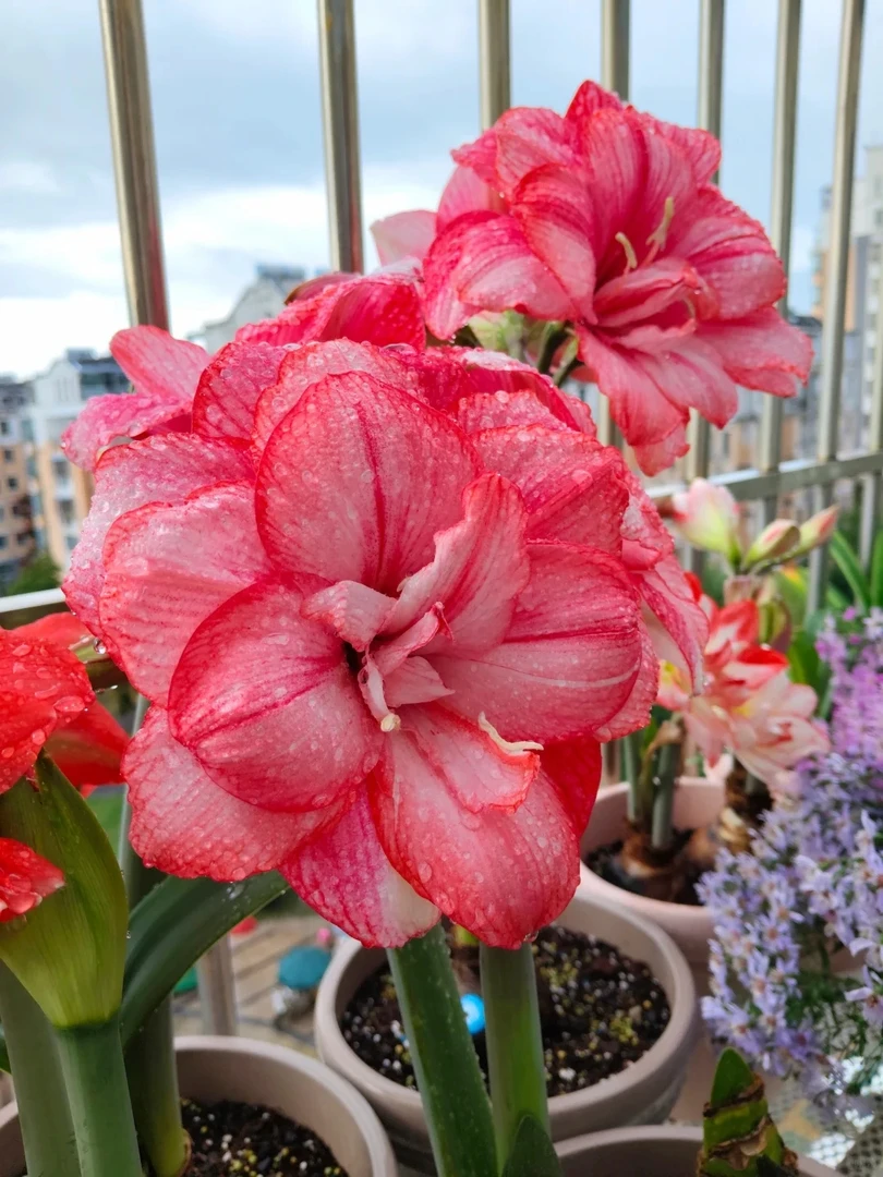 福利（蒂卡日出）朱顶红种球自然球荷兰大花重瓣品种送肥料