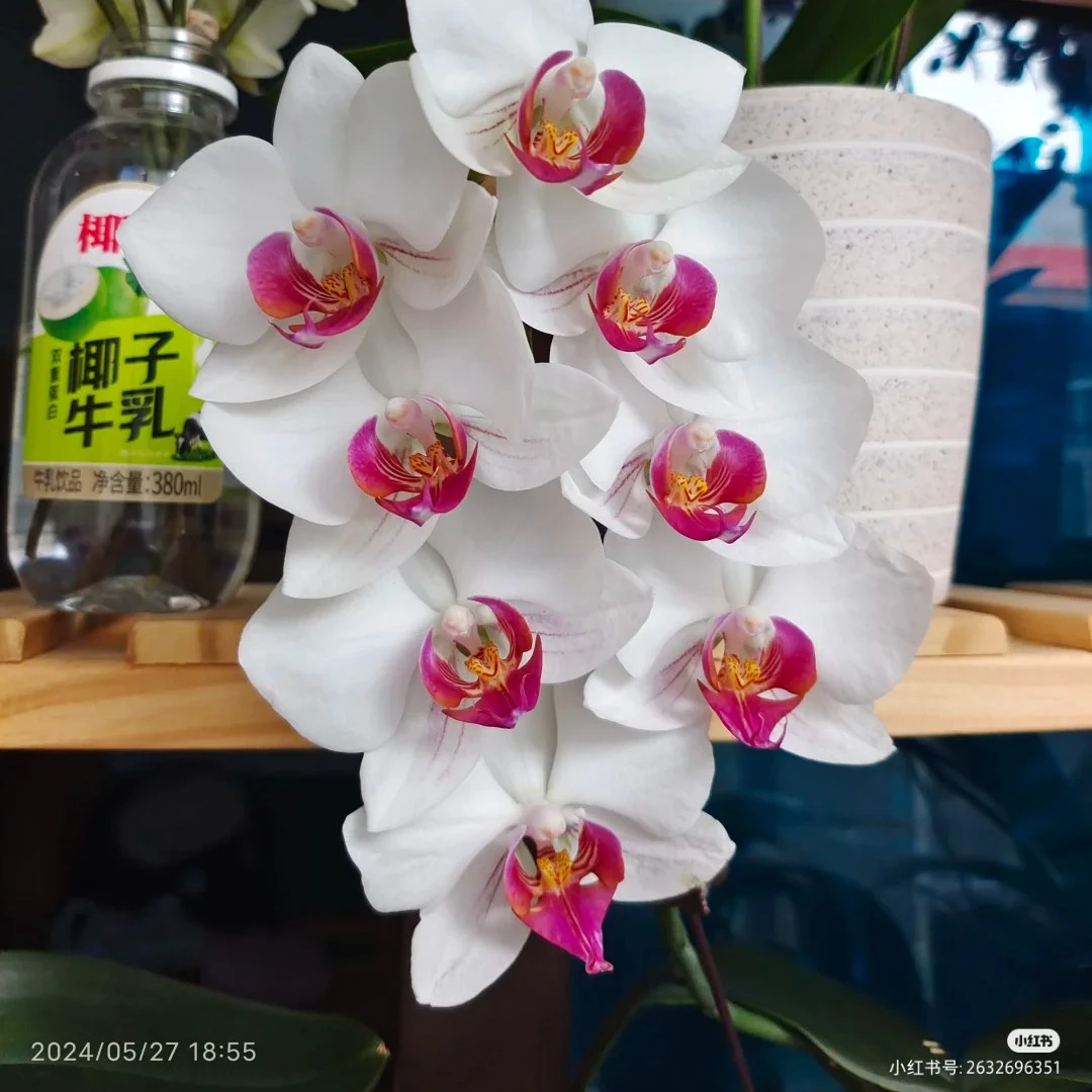 【紫星】2.8寸杯蝴蝶兰苗【满30包邮】