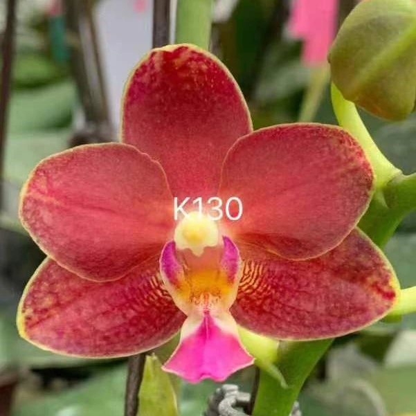 【原生品种K130带花剑】3.5寸杯蝴蝶兰【满30包邮】