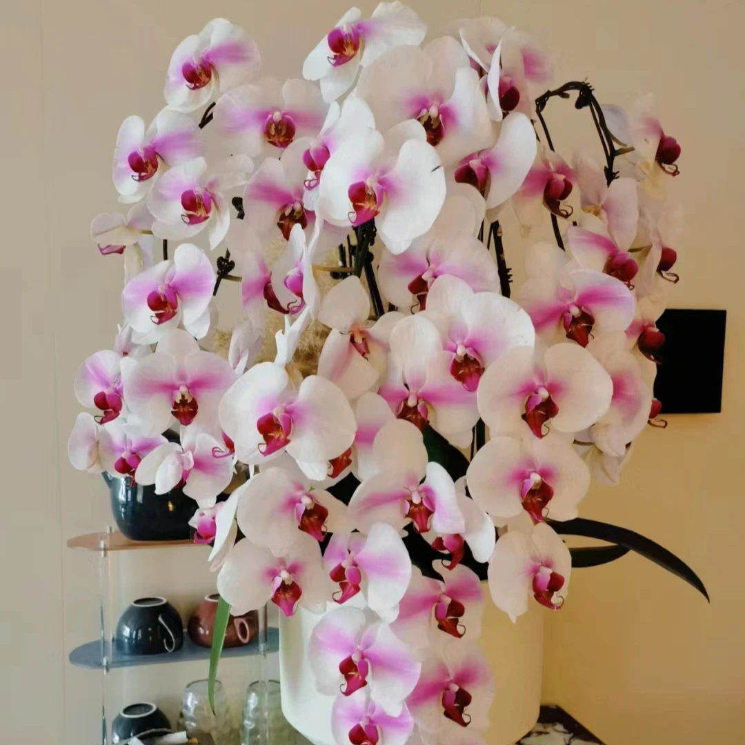 （婚纱带花剑）3.5寸杯苗蝴蝶兰大型花【满30包邮】