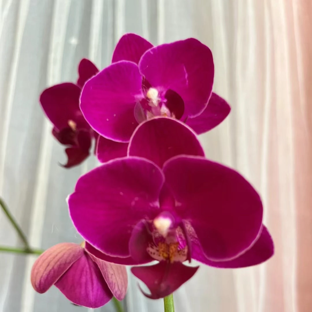 【火玫瑰花后苗带花剑】3.5杯蝴蝶兰苗【满30包邮】