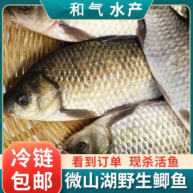 顺丰野生鲜活鲫鱼微山湖鲫鱼糟鱼鲜活现杀孕妇月子炖汤补钙冷链