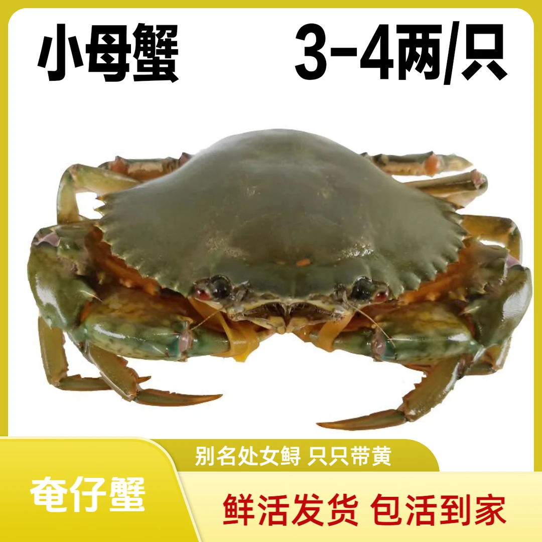 3只燕母蟹 包活发货 3-4两/只 野生燕母蟹奄仔蟹（处女鲟）