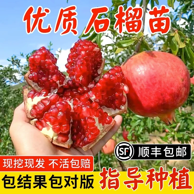 石榴树树苗突尼斯软籽石榴苗盆栽无籽甜石榴树苗庭院果树特大石榴