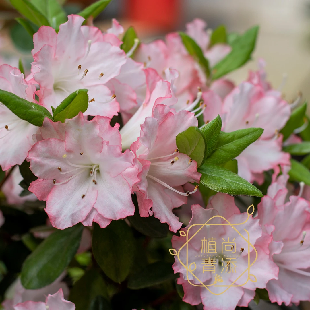 春鹃新天地 久留米杜鹃耐寒耐热容易爆花盆栽杜鹃