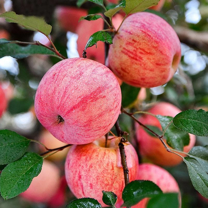 新品种冰糖心苹果树苗南北方种植盆栽地栽