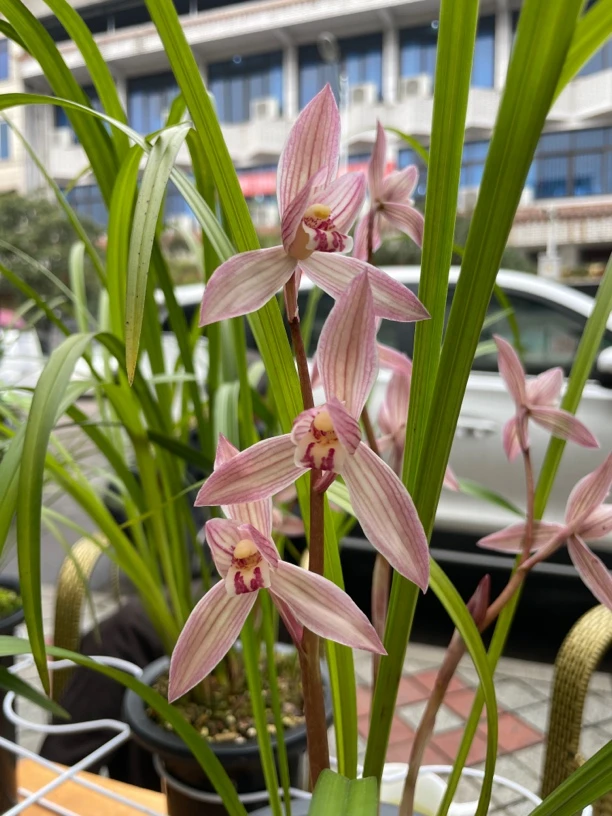 兰花专用（一物一拍）