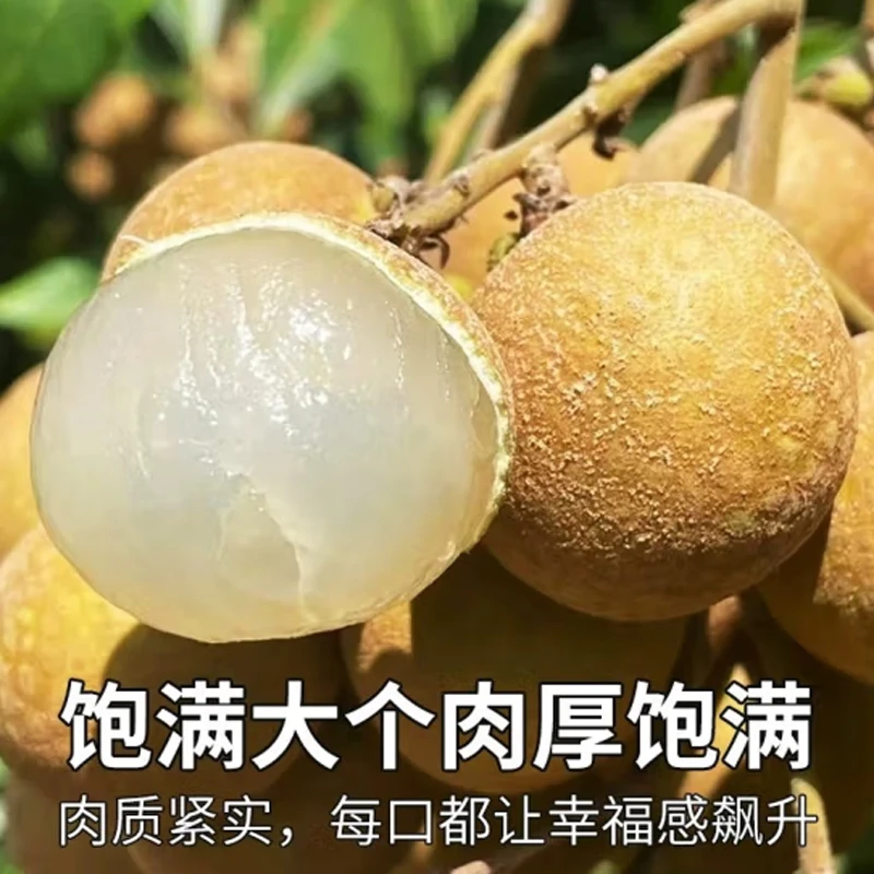 【顺丰快递】广东高州储良龙眼新鲜桂圆水果老树精选纯甜脆爽3斤
