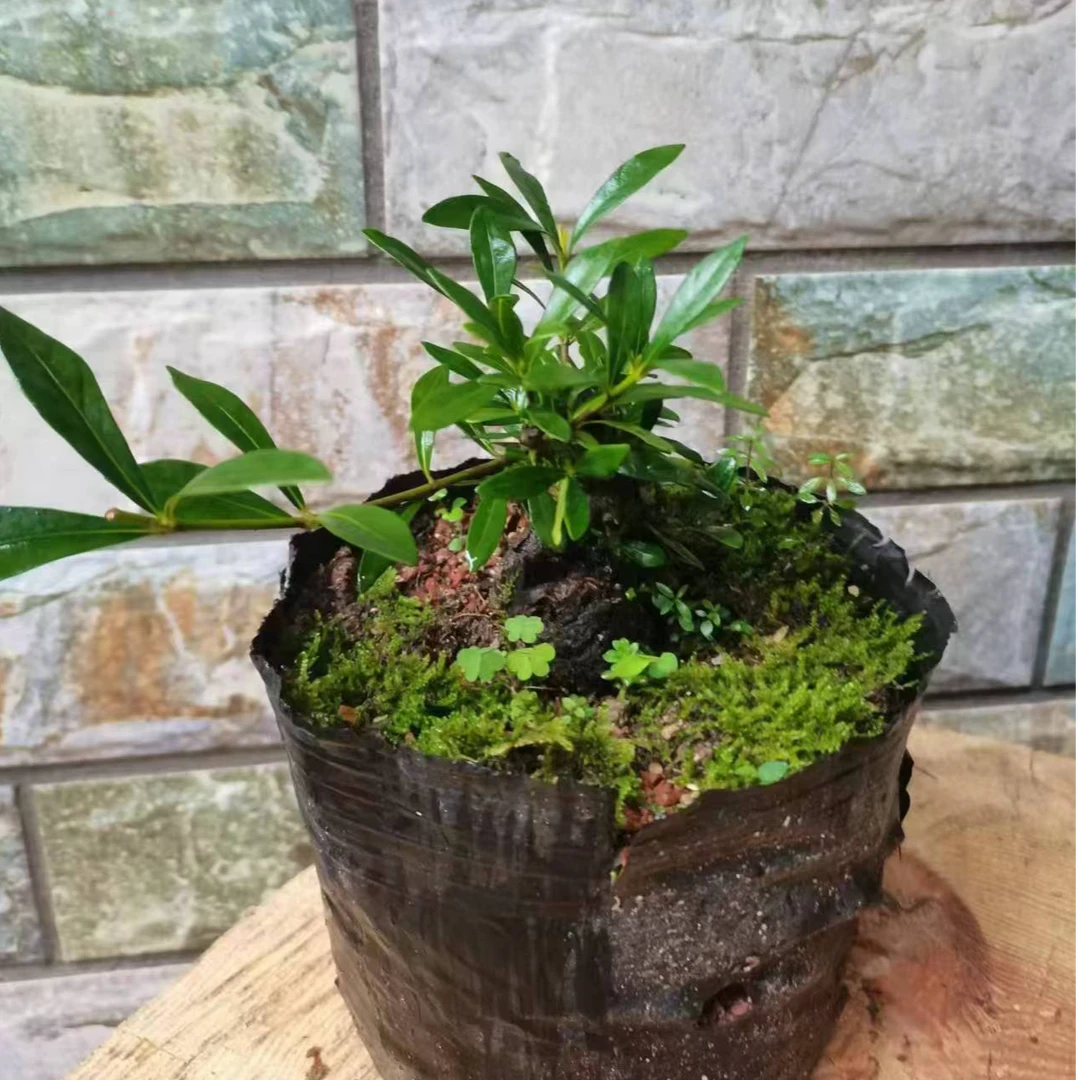 老鸦柿，栀子花，雀梅。。。