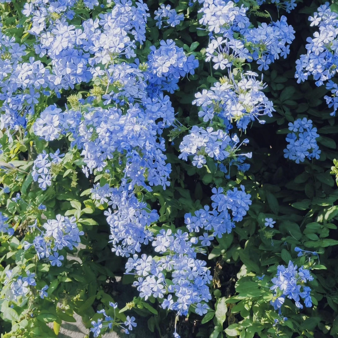 莱莱的花园蓝雪花盆栽大苗棒棒糖带花苞四季室外