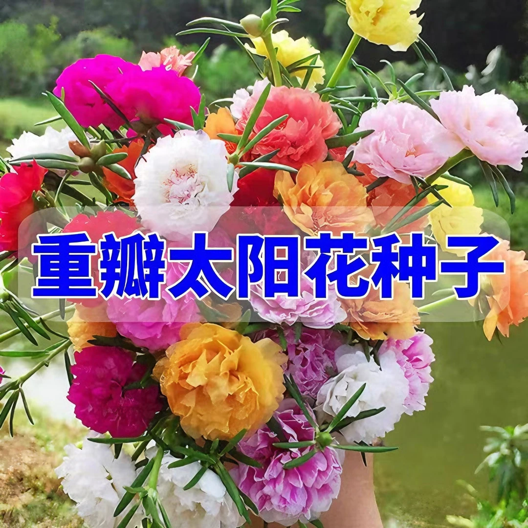 重瓣太阳花种子花种籽子四季播种开花混色阳台花籽易种活盆栽种孑